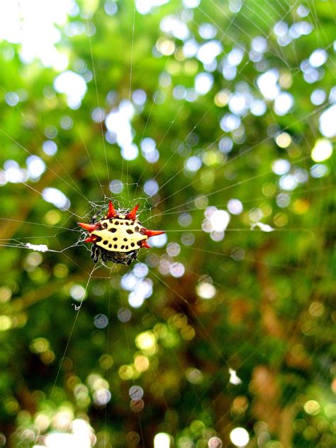 Spiny Orb Weaver Spider | Smithsonian Photo Contest | Smithsonian Magazine