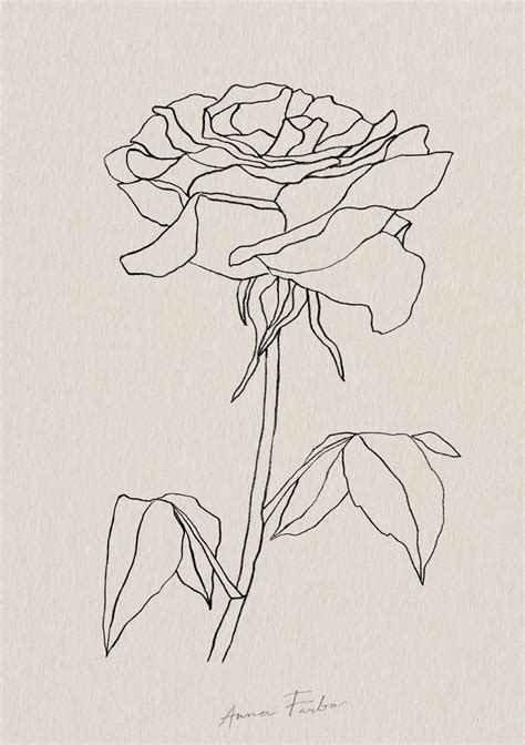 Rose Drawing By Anna Farba Botanical Illustration Studio Botanical