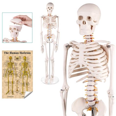 Buy Mini Human Skeleton Anatomy Model Science Classroom Skeleton