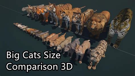 Big Cats Size Comparison 3d The Largest Cat In The World Youtube