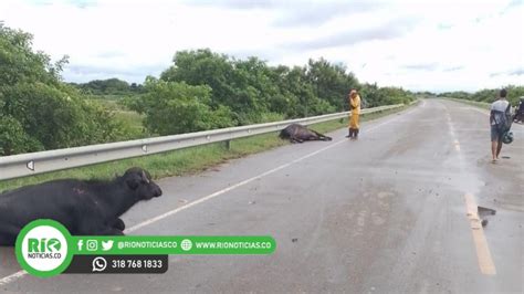 Hombre murió tras chocar con un búfalo en vías de Córdoba RÍO NOTICIAS