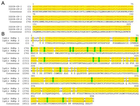 Amino Acid Sequence Alignment Of Two Different Clones Of The Cp A And