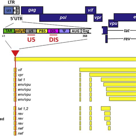 Schematic Of FANA DNA ASO Gapmer And Oligonucleotide Sequences Used In