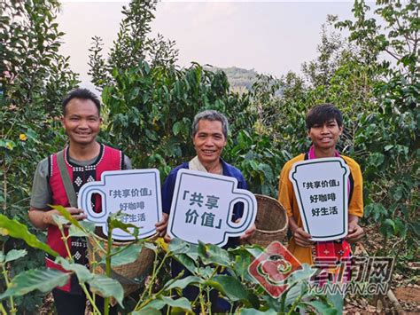 让云南咖农过上好生活 星巴克携手中国扶贫基金会启动了这个项目 行业动态 天下普洱 云南网