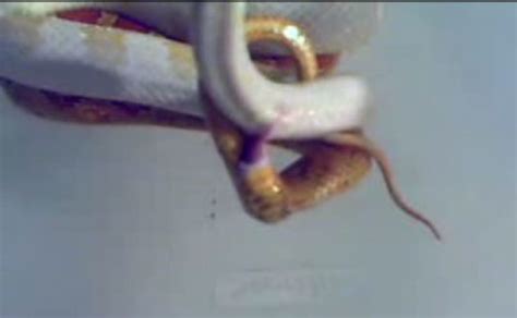 Corn Snake Feeding Schedule