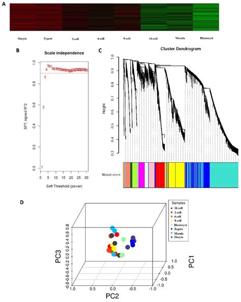 Genes Free Full Text Identification And Functional Analysis Of