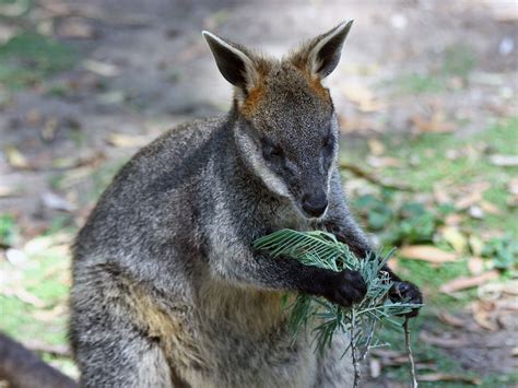 Animals In Australian Rainforests