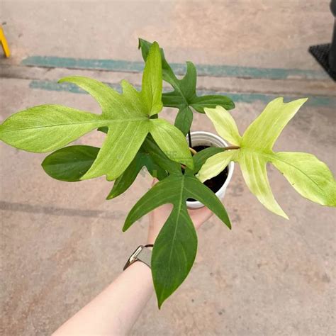 Philodendron Florida Ghost Mint The Green Corner