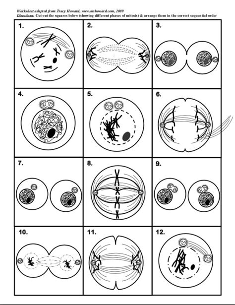 Phases Of Mitosis Worksheet