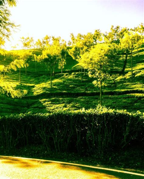 Premium Photo Low Angle View Of Tea Plantation On Hill