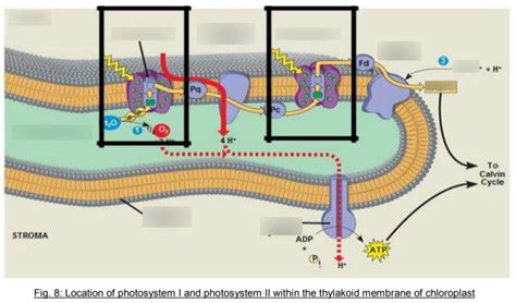 Photosynthesis Diagram Quizlet