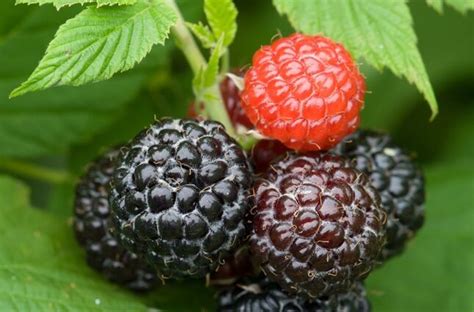 Black Raspberries Varieties And Planting Healthy Food Near Me