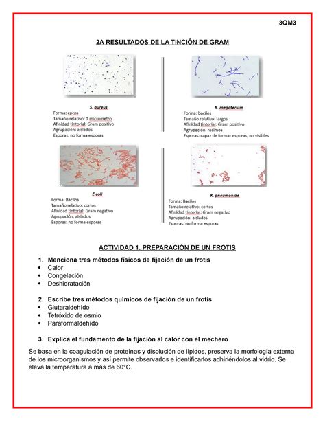 2a Resultados De La Tinción De Gram 2a Resultados De La TinciÓn De Gram Actividad 1