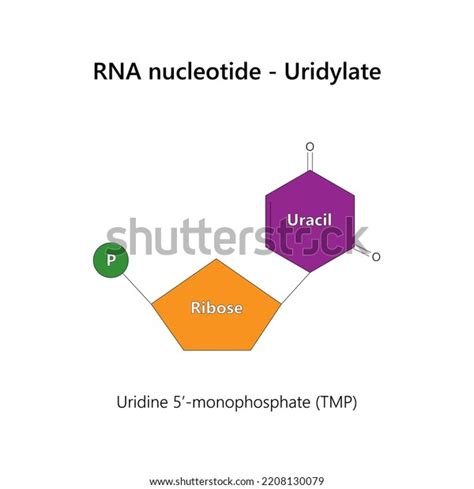 Ribonucl Otide Images Stock Photos D Objects Vectors