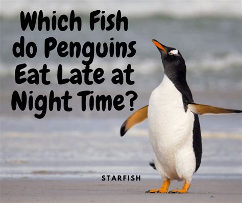 Fun Penquin Jokes I Love Penguins