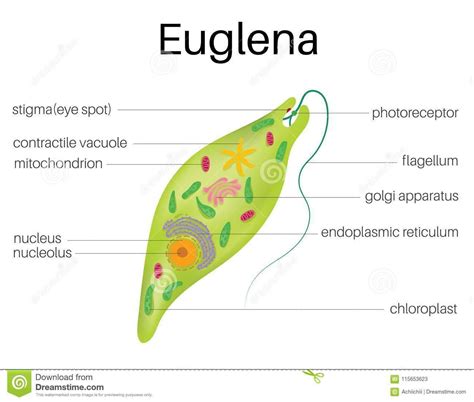 Euglena Diagram