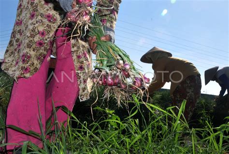 BURUH PANEN BAWANG MERAH ANTARA Foto