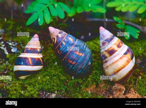 Tree Snail Liguus Hi Res Stock Photography And Images Alamy