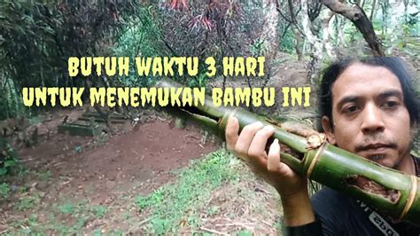 Bambu Unik Ini Akhir Nya Muncul Juga Setelah Hari Pembolangan Youtube