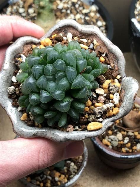 Haworthia Cooperi V Truncata Succulent Houseplant Etsy