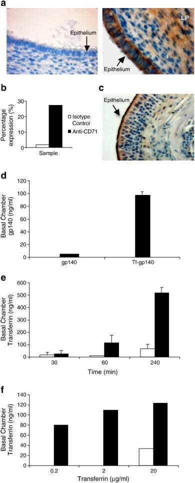 Human Transferrin Transcytosis Is An Active Process That Can Transport Download Scientific