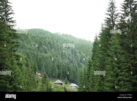 Green forest hills Stock Photo - Alamy