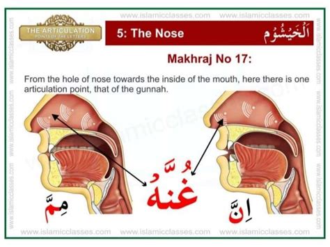 Articulation points-of-the-letters- makhraj Letters In Arabic, Arabic ...