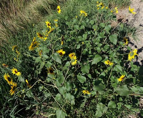 Southwest Colorado Wildflowers Helianthus Annuus