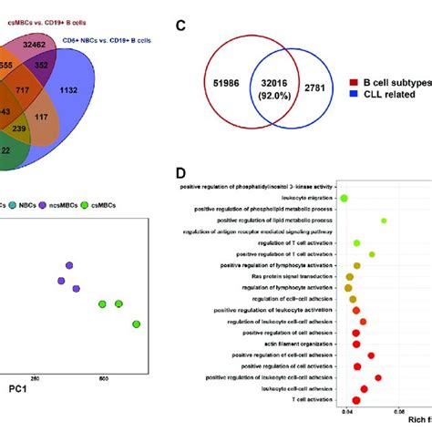 The implication of B Cell differentiation in CLL patients. (A) Petal ...