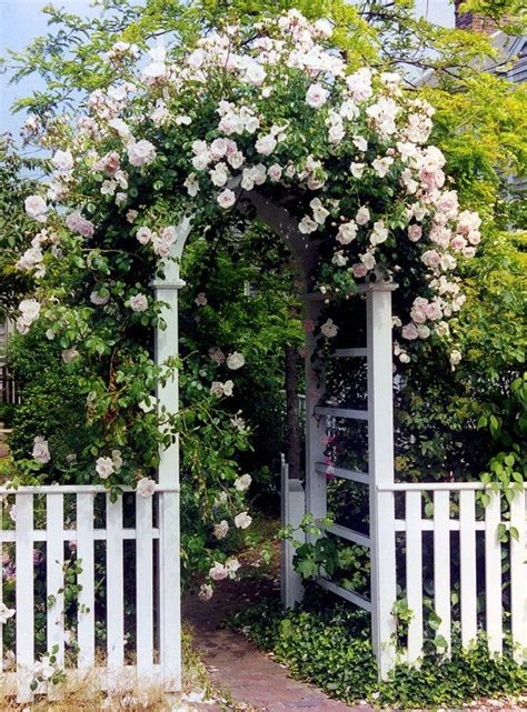 Rose Archway White Picket Fence New England Coast Cape Cod Travel