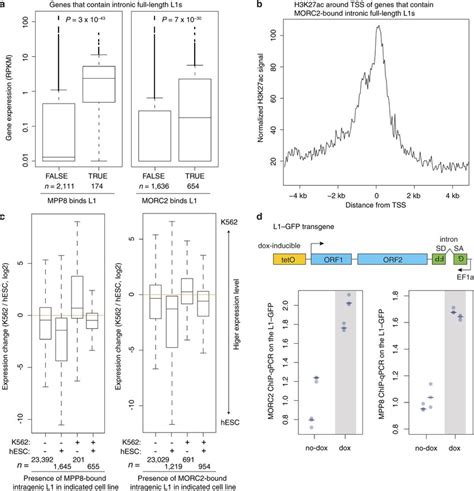 Hush And Morc Preferentially Bind Intronic L S Within Actively