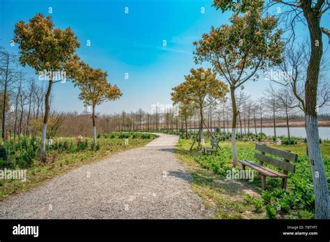 The path of Dongtan Wetland Park in Chongming, Shanghai Stock Photo - Alamy