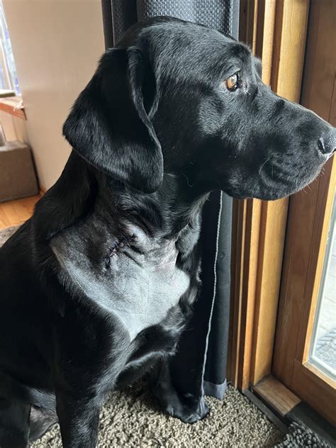 guide to crab scratching without vet 2