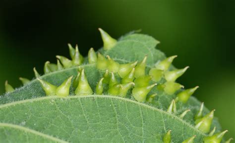 Maryland Biodiversity Project Hackberry Thorn Gall Midge Celticecis