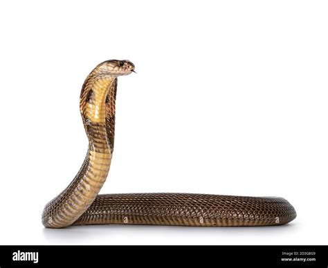 Cobra snake hissing hi-res stock photography and images - Alamy