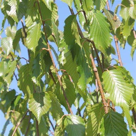 Betula Utilis Grayswood Ghost Tree Himalayan Birch 12L Pot