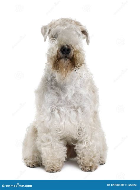 Soft Coated Wheaten Terrier Sitting Stock Photo Image Of Purebred