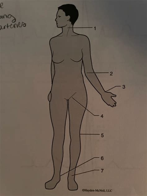 Pulse Points Diagram Quizlet