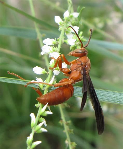 Carolina Paper Wasp Male Project Noah