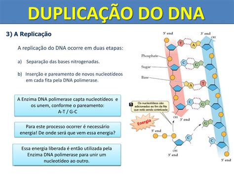 PPT Duplicação do DNA Síntese de proteínas PowerPoint Presentation