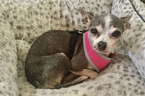 Pittsburgh Pa Chihuahua Meet Chispi A Pet For Adoption