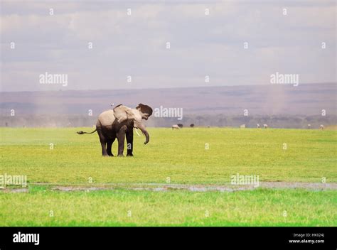 African elephant with flapping ears in savannah Stock Photo - Alamy