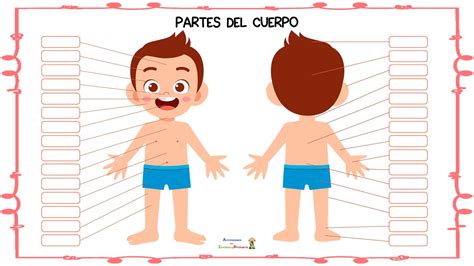 Imagenes Del Cuerpo Humano Y Sus Partes