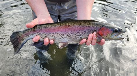 Opening Day Of Trout Season In Pennsylvania Is Saturday April