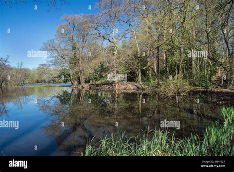 Trees reflected in the surface of Allestree Lake in Allestree Park, Derbyshire, England Stock ...