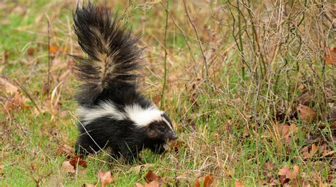 Smart Ways To Keep Skunks Out Of Your Garden