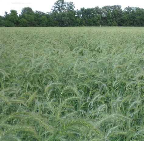 Canadian Wild Rye Grass