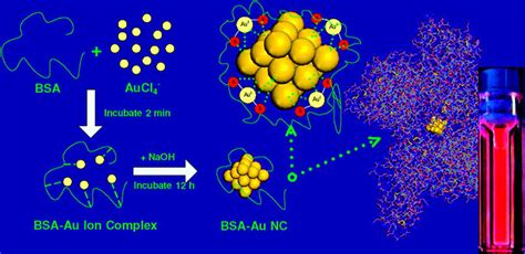 Schematic Representation Of The Formation Of Au Ncs In Bsa Solution