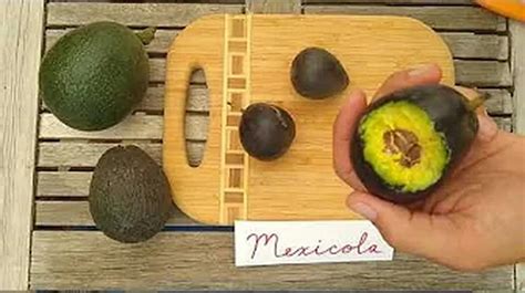 Mexicola avocado: a profile