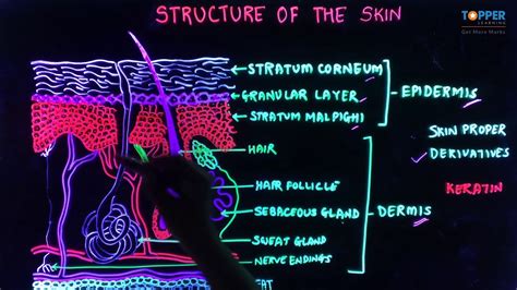 Structure Of The Skin Icse Class 9 Biology Glow Board Youtube